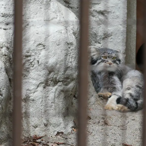 A photograph of a Pallas's cat in Nogeyama Zoo