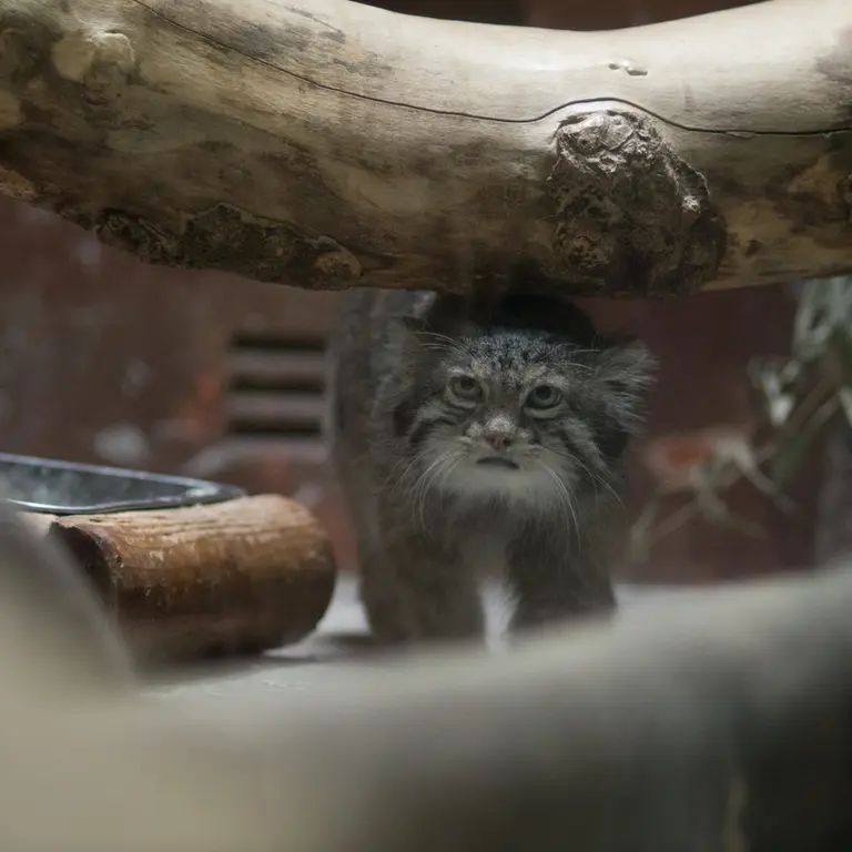 A photograph of Klyon in Ueno Zoological Gardens