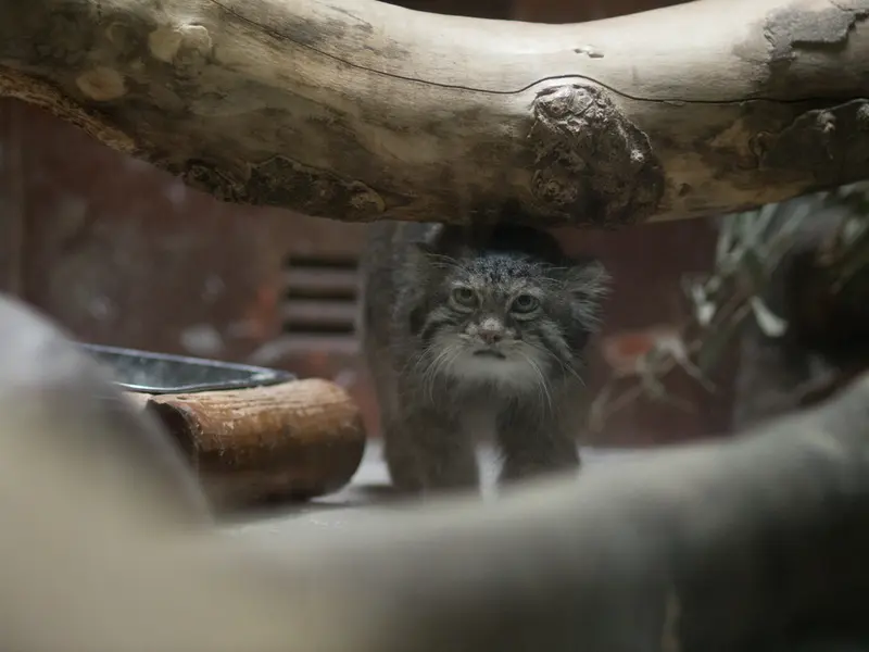 A photograph of Klyon in Ueno Zoological Gardens