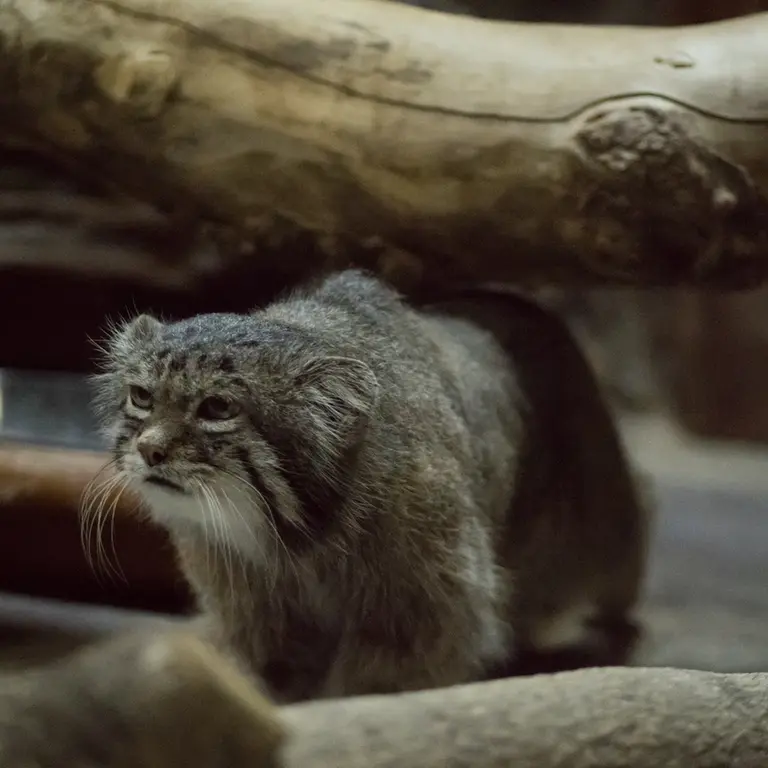 A photograph of Klyon in Ueno Zoological Gardens