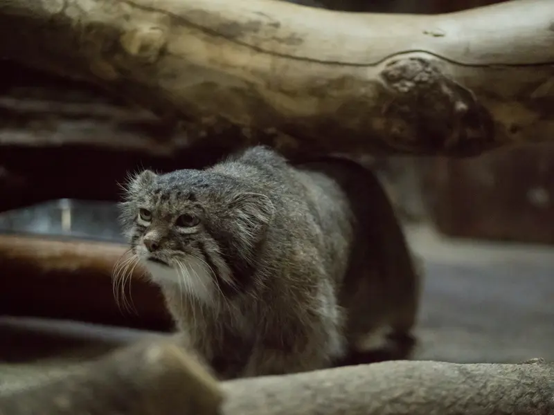 A photograph of Klyon in Ueno Zoological Gardens