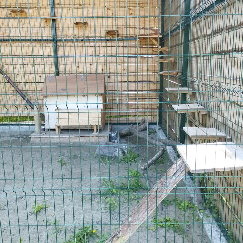 A photograph of Chip in Barnaul zoo “Lesnaya skazka”