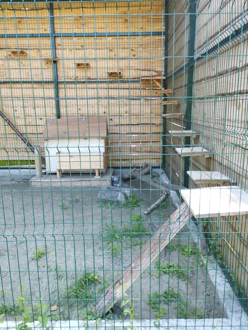 A photograph of Chip in Barnaul zoo “Lesnaya skazka”