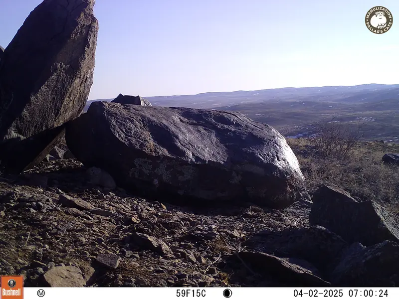 A photograph of Kazakh pika from Koshkar camera trap