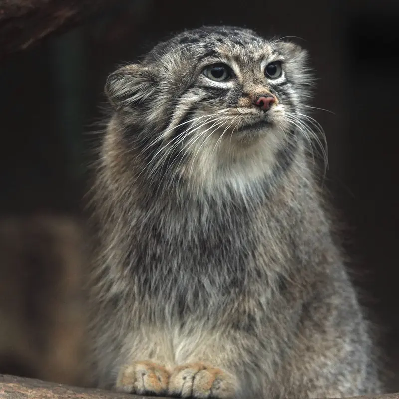 A photograph of Az in Kobe Animal Kingdom
