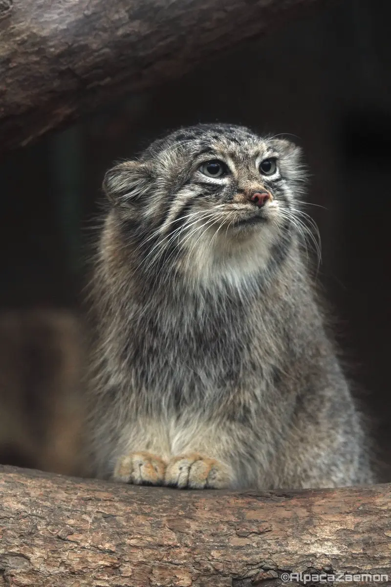 A photograph of Az in Kobe Animal Kingdom