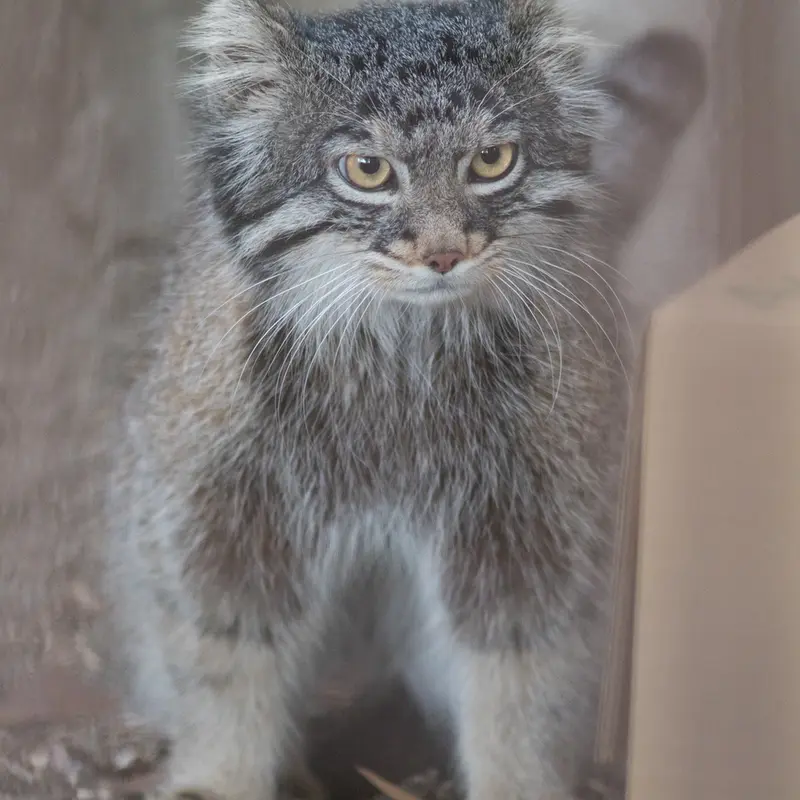 A photograph of Figa in Nogeyama Zoo