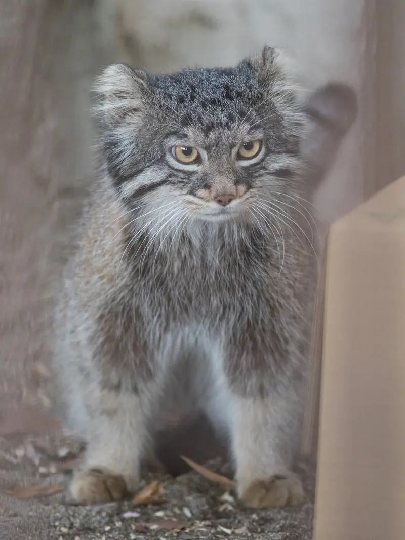 A photograph of Figa in Nogeyama Zoo