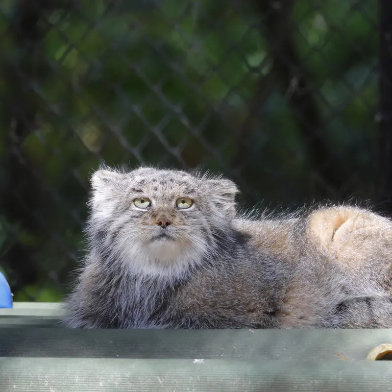 A photograph of Mia in Novosibirsk Zoo