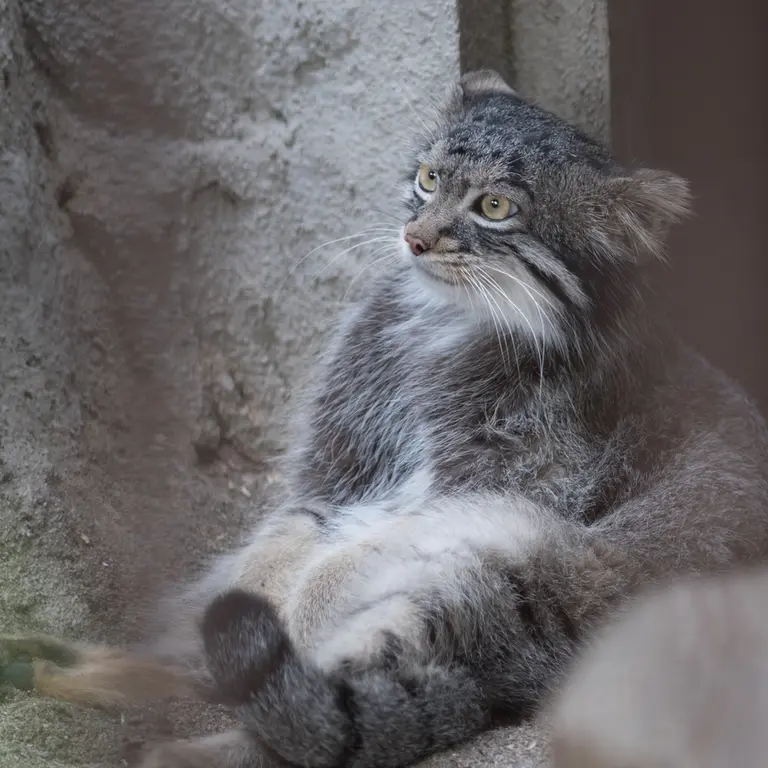 A photograph of Figa in Nogeyama Zoo