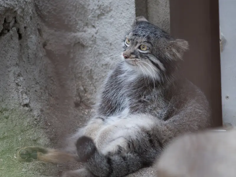 A photograph of Figa in Nogeyama Zoo