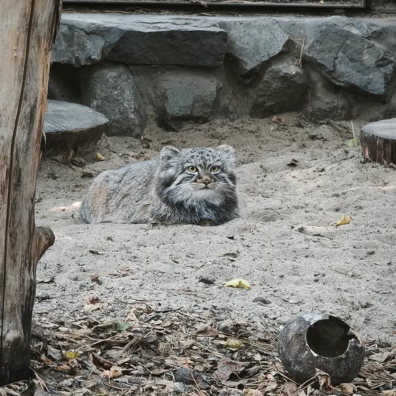 A photograph of a Pallas's cat in Novosibirsk Zoo
