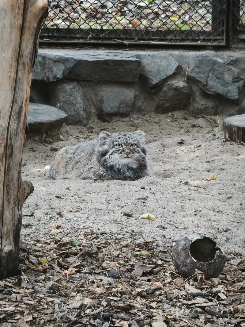 A photograph of a Pallas's cat in Novosibirsk Zoo