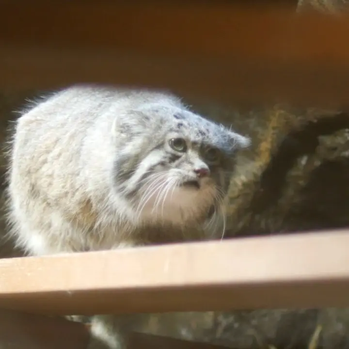 A photograph of Klyon in Ueno Zoological Gardens