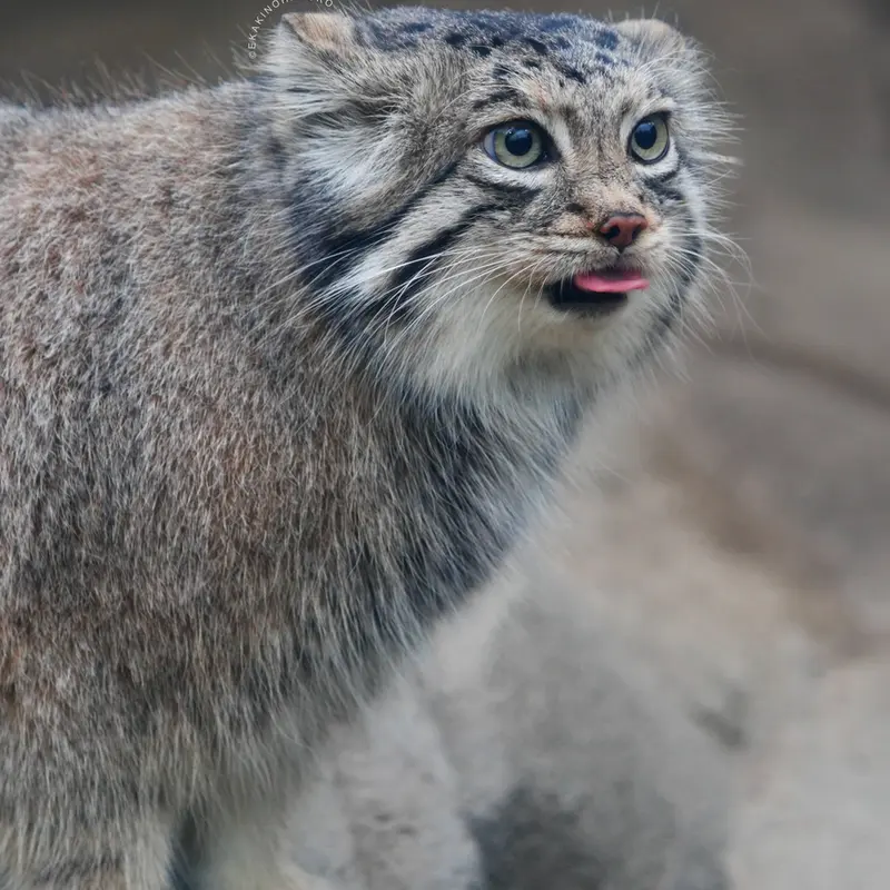 A photograph of Az in Kobe Animal Kingdom