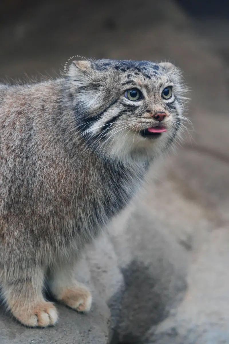 A photograph of Az in Kobe Animal Kingdom