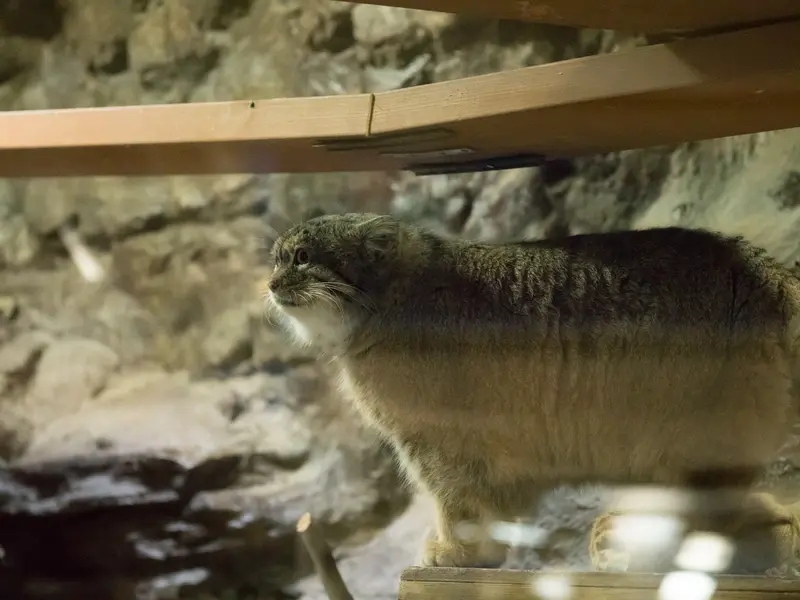 A photograph of Primula in Ueno Zoological Gardens