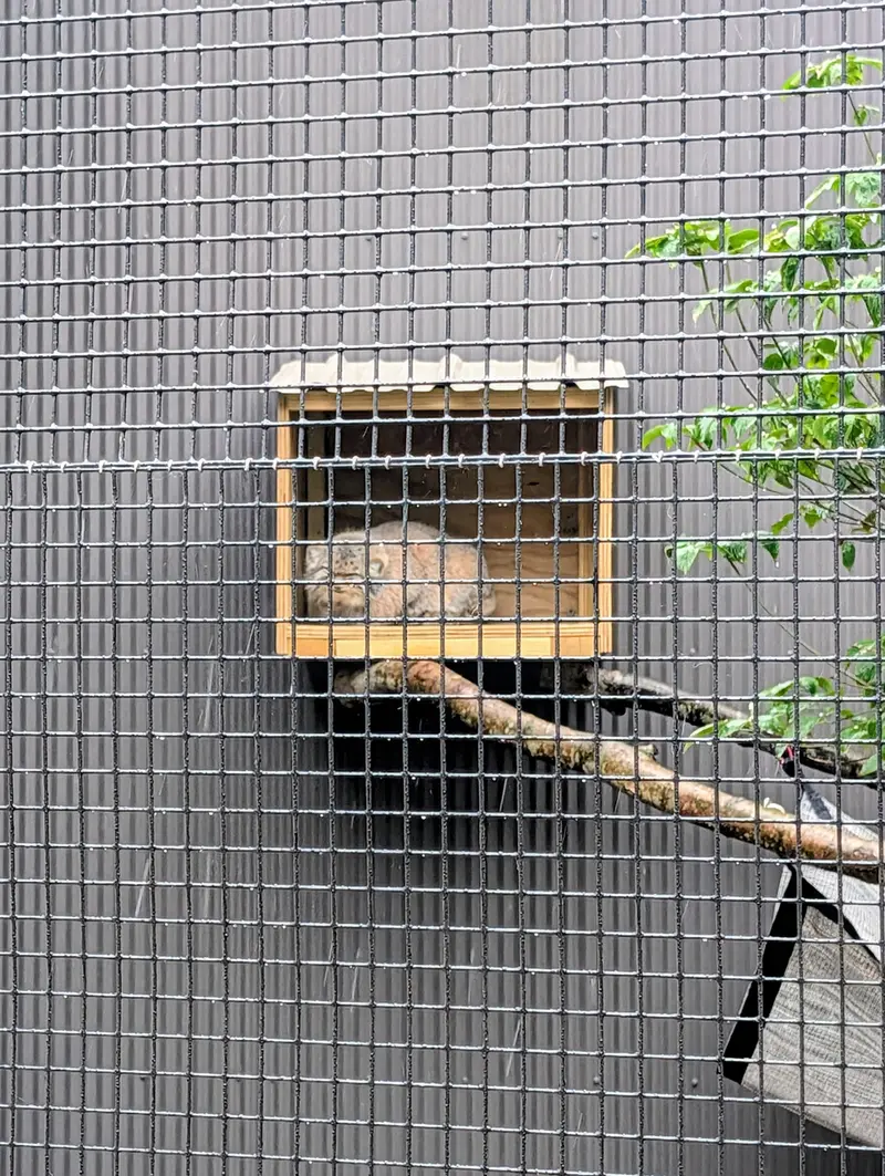 A photograph of Reza in Elmwood Park Zoo