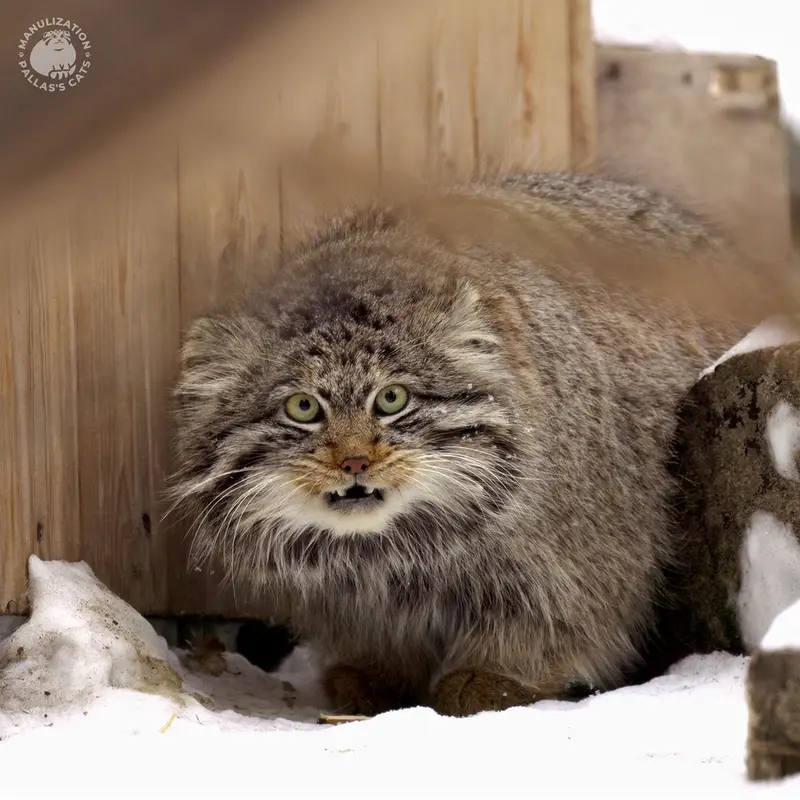 A photograph of Bandit in Novosibirsk Zoo