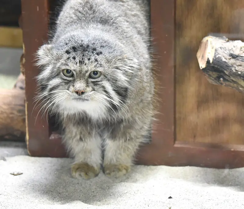 A photograph of Klyon in Ueno Zoological Gardens