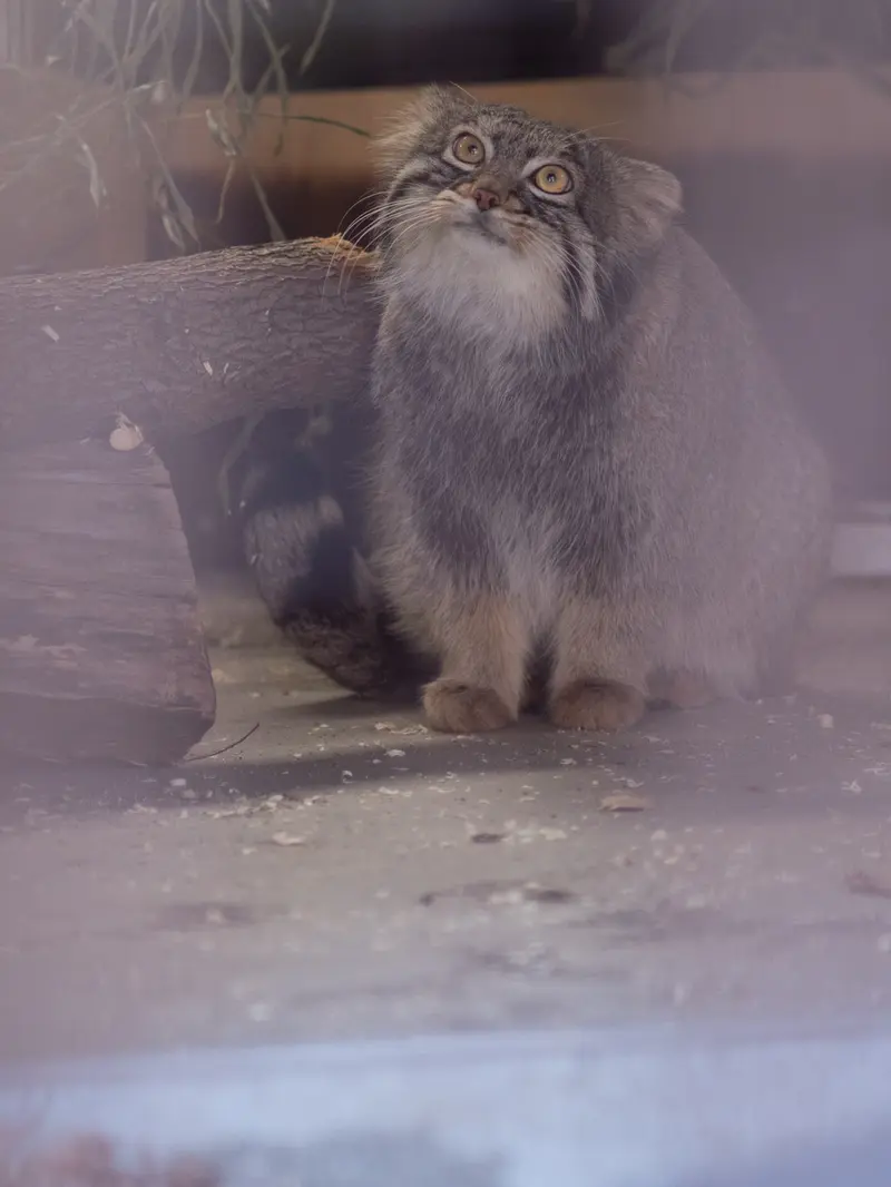 A photograph of Figa in Nogeyama Zoo