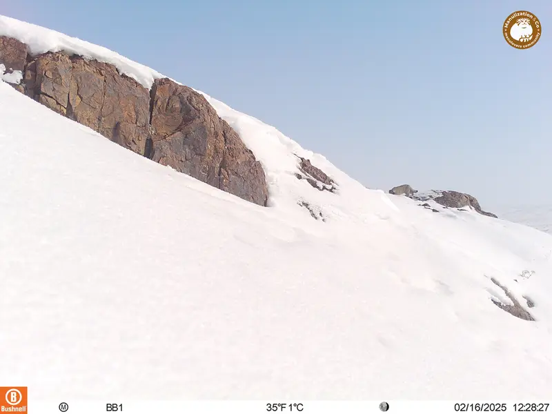 A photograph of Otocolobus manul manul from Aktas-Kunkora camera trap