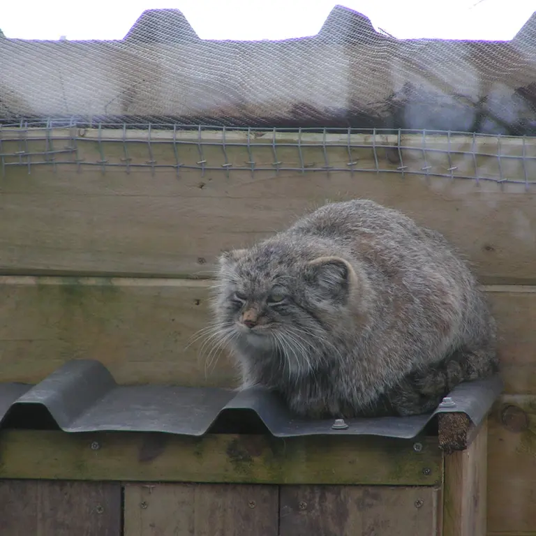 A photograph of Altai in The Lakeland Wildlife Oasis
