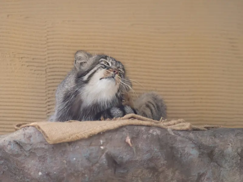 A photograph of Hide in Asahiyama Zoo