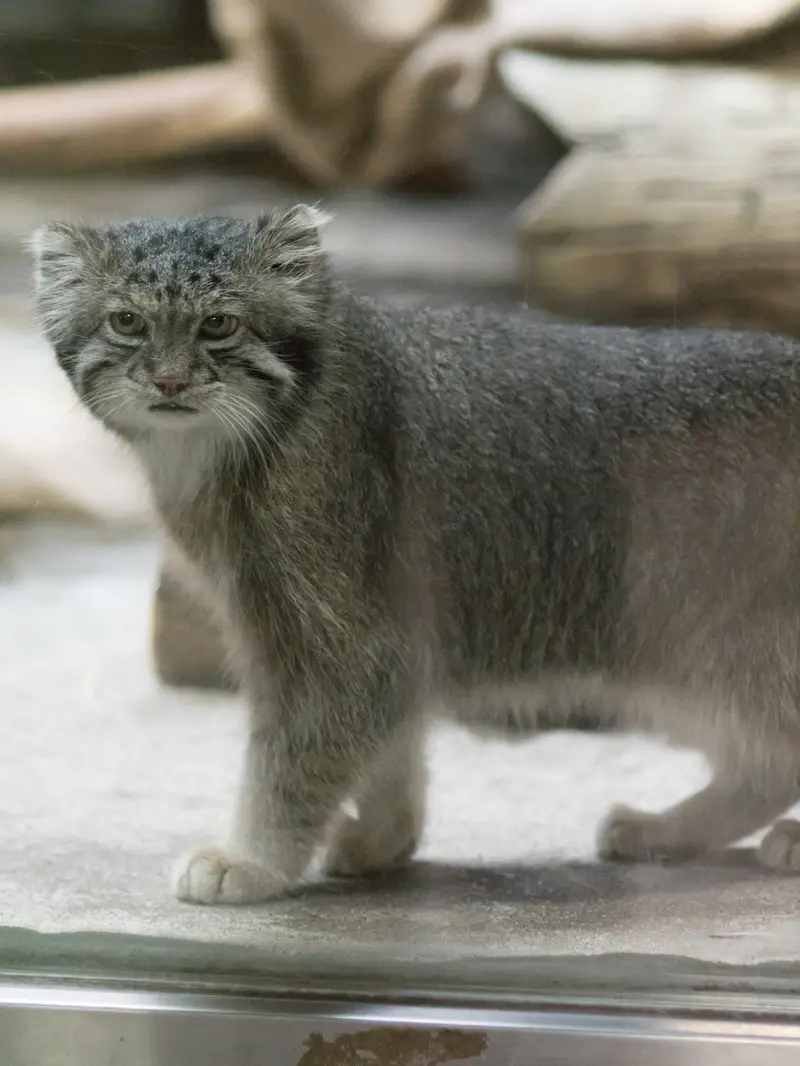 A photograph of Klyon in Ueno Zoological Gardens
