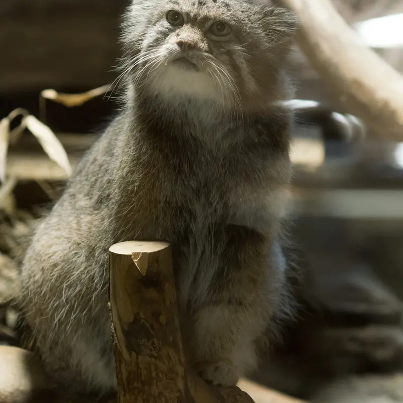 A photograph of Klyon in Ueno Zoological Gardens