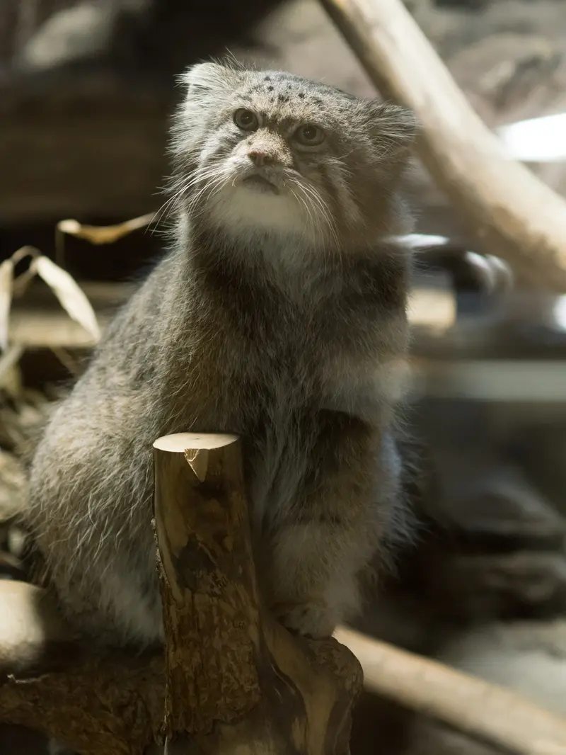 A photograph of Klyon in Ueno Zoological Gardens