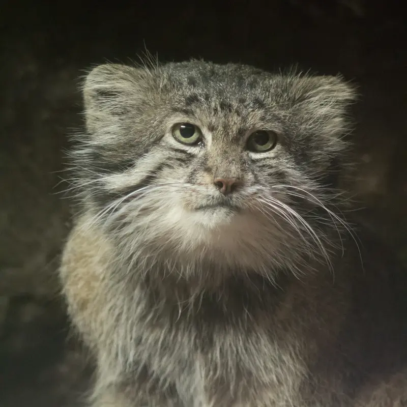 A photograph of Klyon in Ueno Zoological Gardens