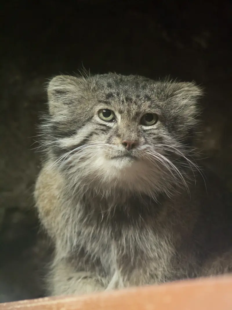 A photograph of Klyon in Ueno Zoological Gardens