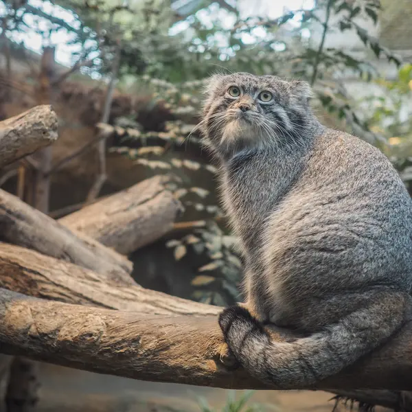 A photograph of Nar in Kobe Animal Kingdom