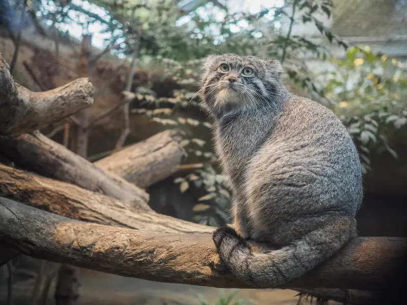 A photograph of Nar in Kobe Animal Kingdom