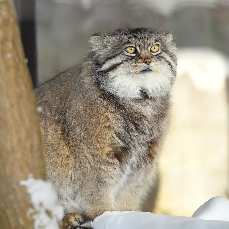 A photograph of Grusha in Asahiyama Zoo