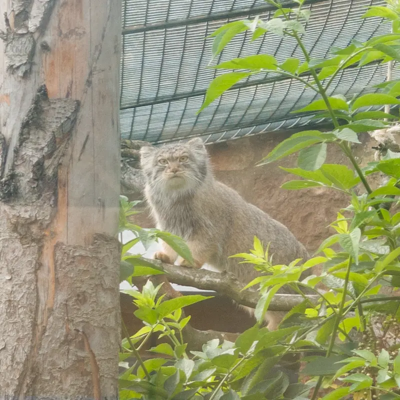 A photograph of Duchess in Edinburgh Zoo