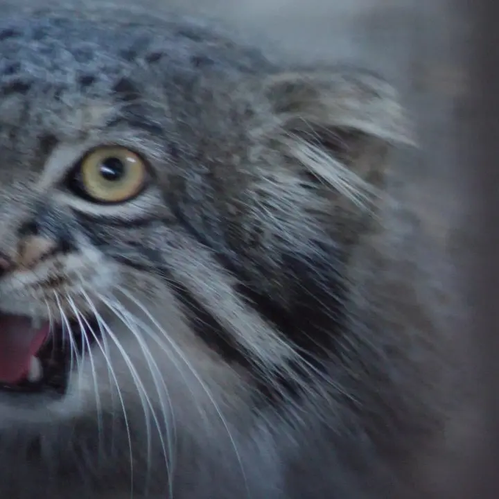 A photograph of Figa in Nogeyama Zoo
