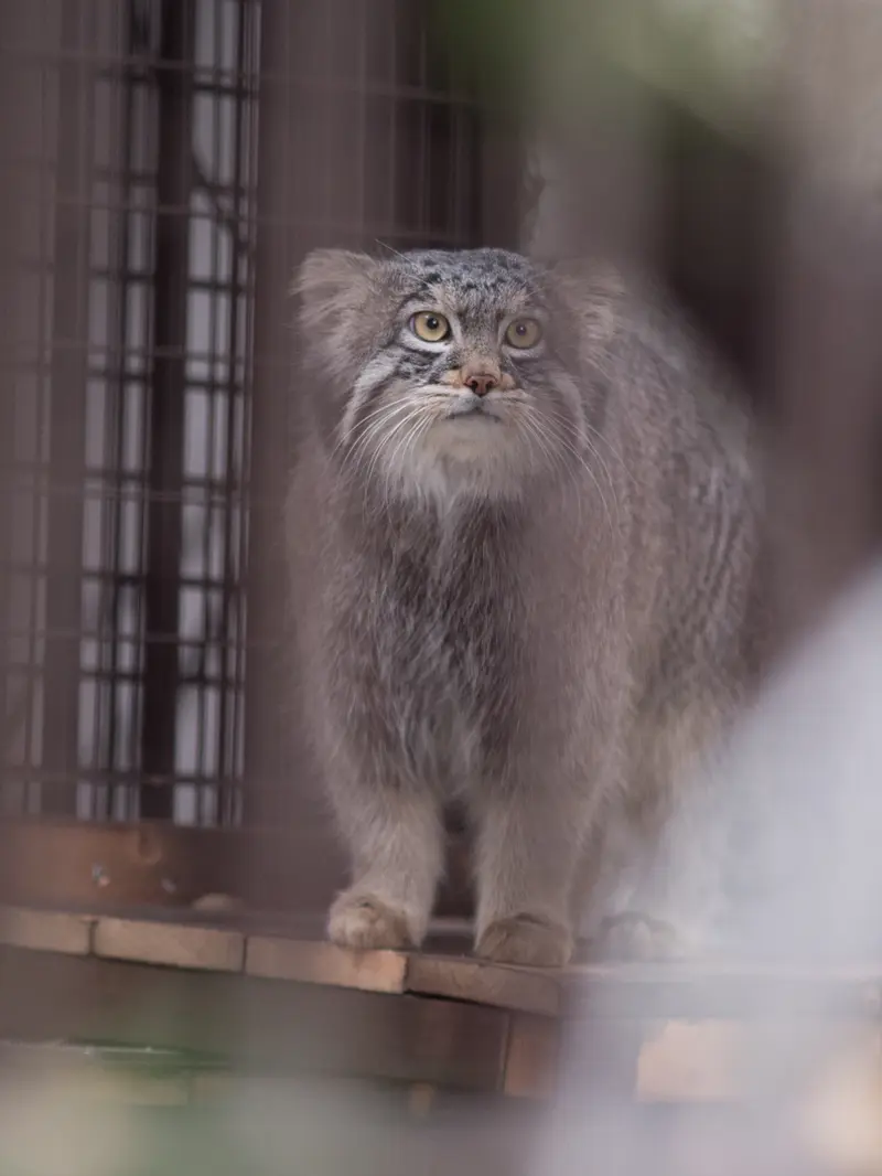 A photograph of Figa in Nogeyama Zoo