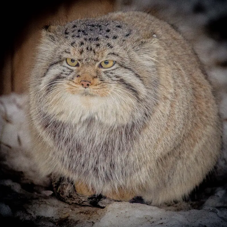 A photograph of Son of Eve 2024 Ⅱ in Novosibirsk Zoo