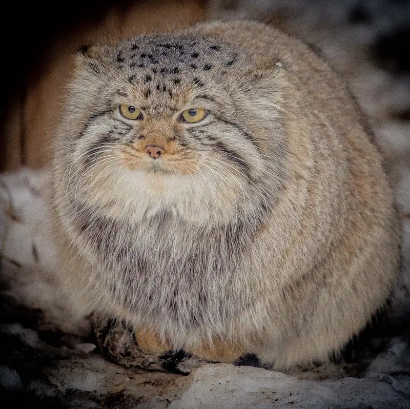 A photograph of Son of Eve 2024 Ⅱ in Novosibirsk Zoo