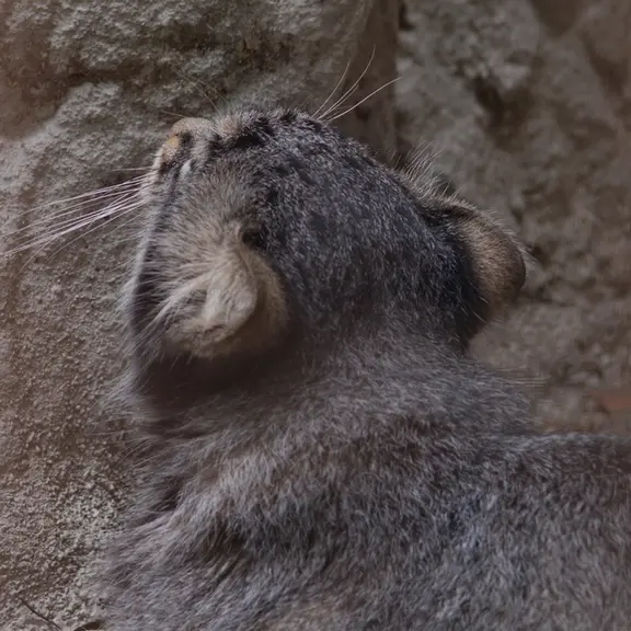 A photograph of a Pallas's cat in Nogeyama Zoo