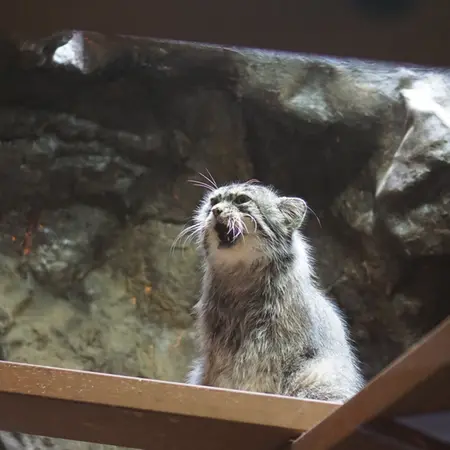 A photograph of Primula in Ueno Zoological Gardens