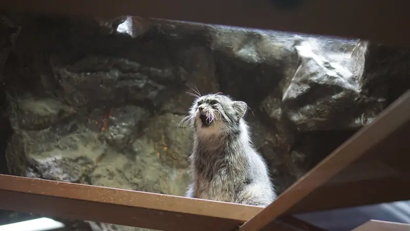 A photograph of Primula in Ueno Zoological Gardens