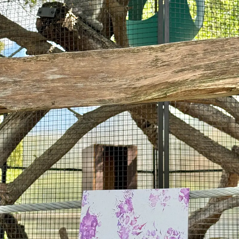 A photograph of Eevie in Niabi Zoo