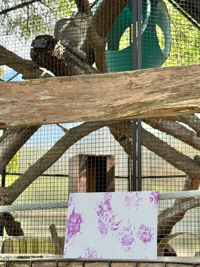 A photograph of Eevie in Niabi Zoo
