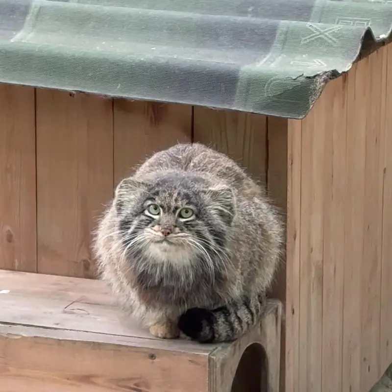 A photograph of a Pallas's cat in Novosibirsk Zoo