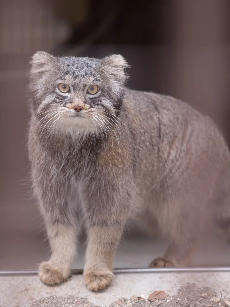 A photograph of Figa in Nogeyama Zoo