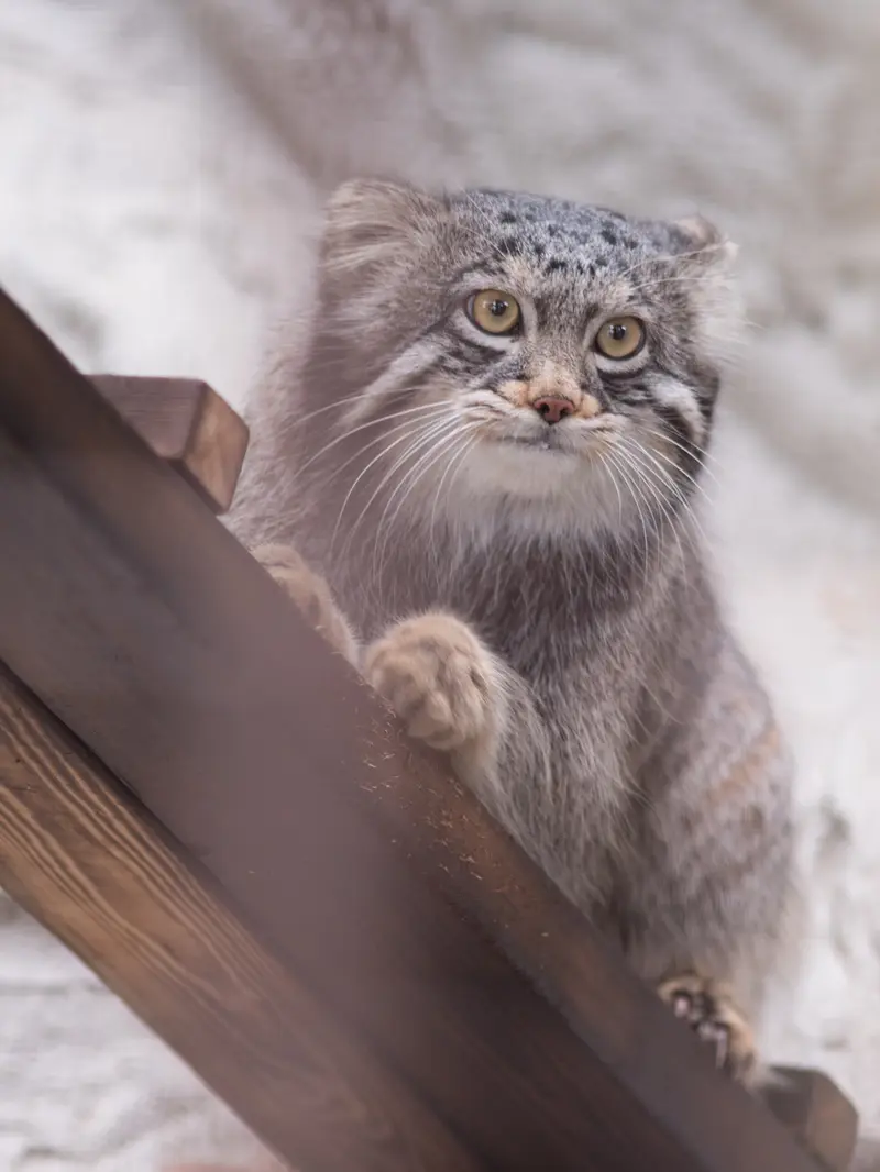 A photograph of Figa in Nogeyama Zoo