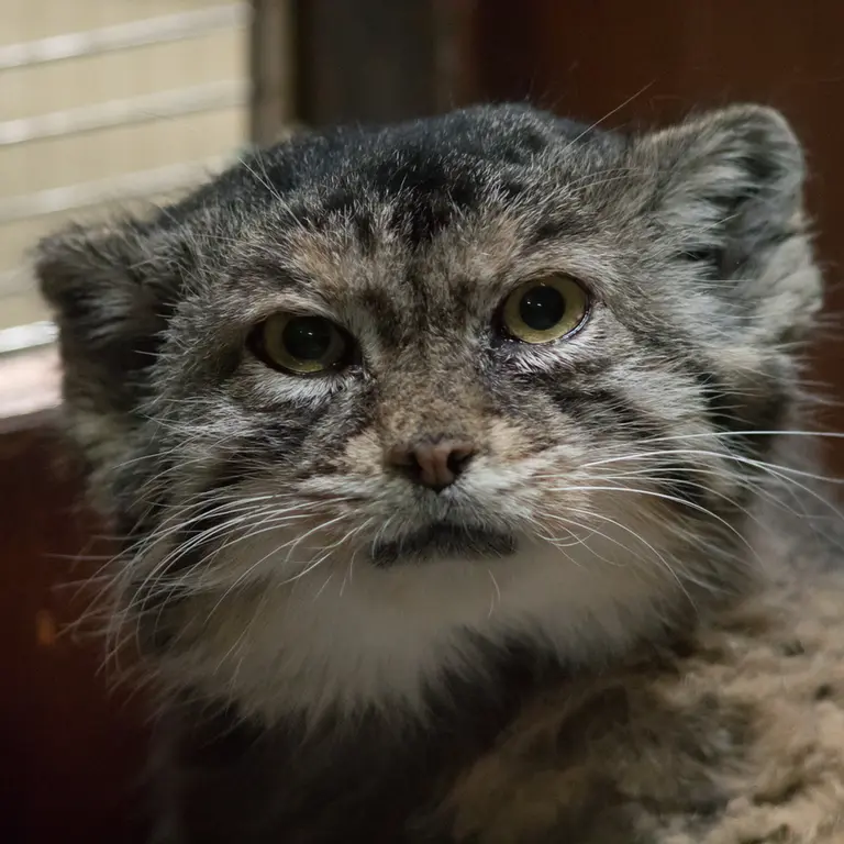 A photograph of Primula in Ueno Zoological Gardens